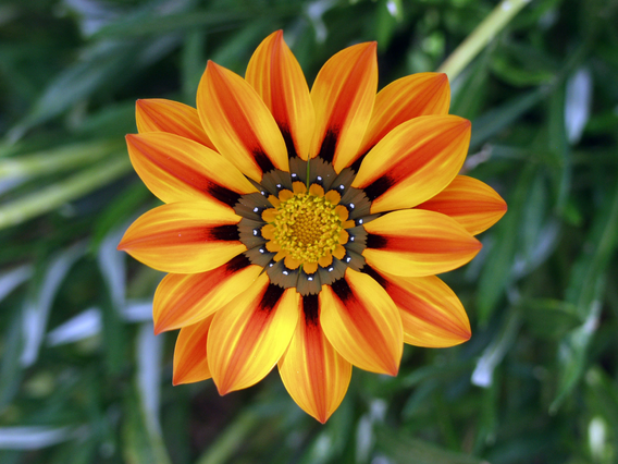 flower.jpg